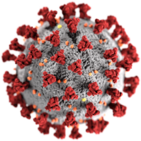 Model of coronavirus