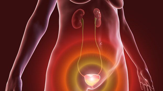 Illustration of kidneys connected to the bladder