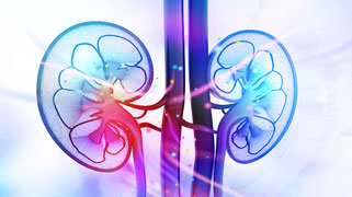 a rainbow highlighted diagram of the kidneys