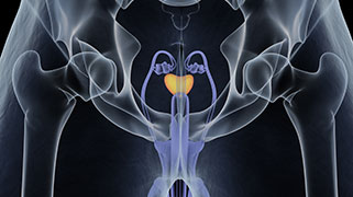 Medical diagram of the prostate