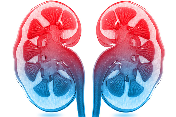 A multicolored cross section illustration of the kidneys