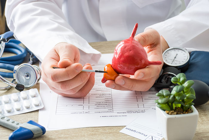 a medical professional pointing out a model of the prostate