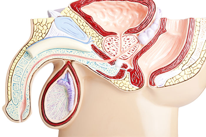 a cross section medical diagram of the male reproductive organs