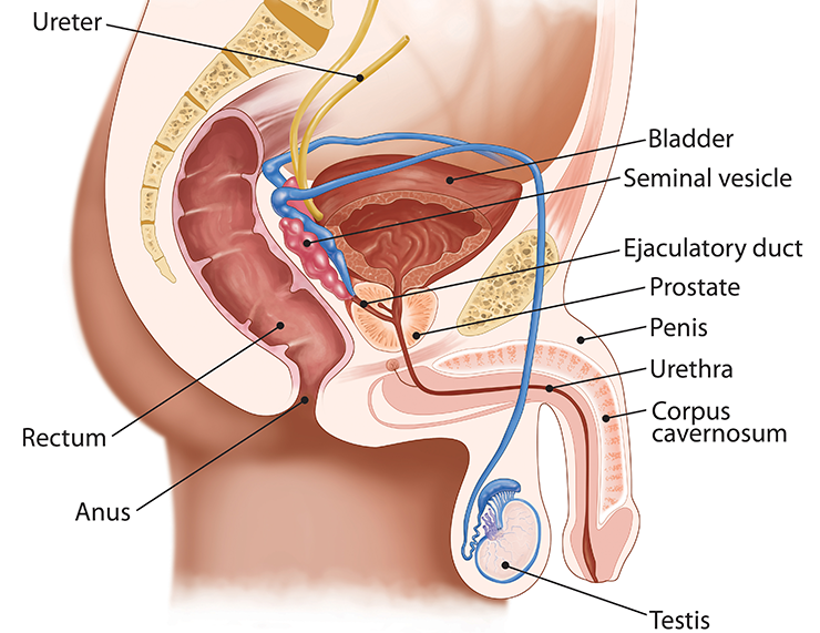 medical diagram of the male reproductive organs

