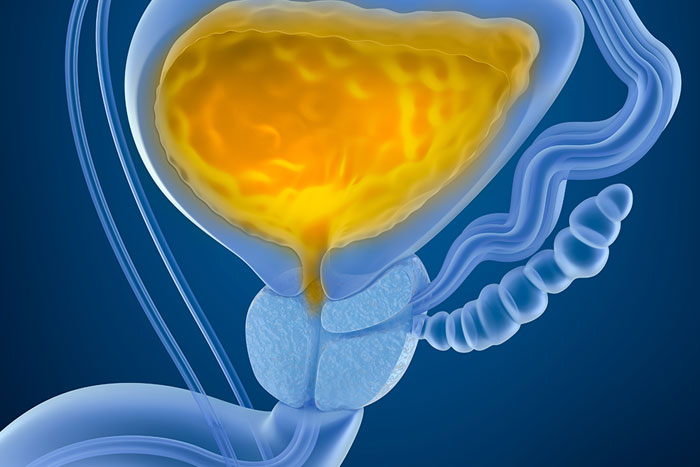 Medical diagram of the bladder