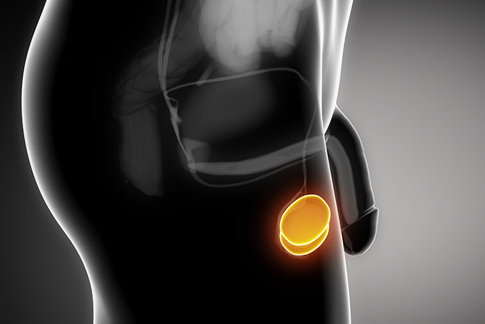 a highlighted x-ray image of the testes