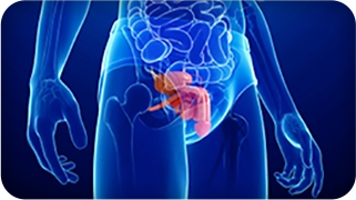 Medical Diagram showing the prostate, bladder, and male sexual organs