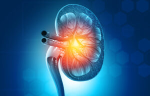 Human kidney cross section