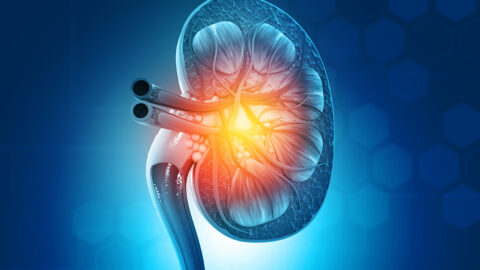 Human kidney cross section