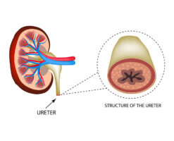Illustration of the structure of the ureter