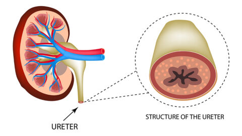 Illustration of the structure of the ureter